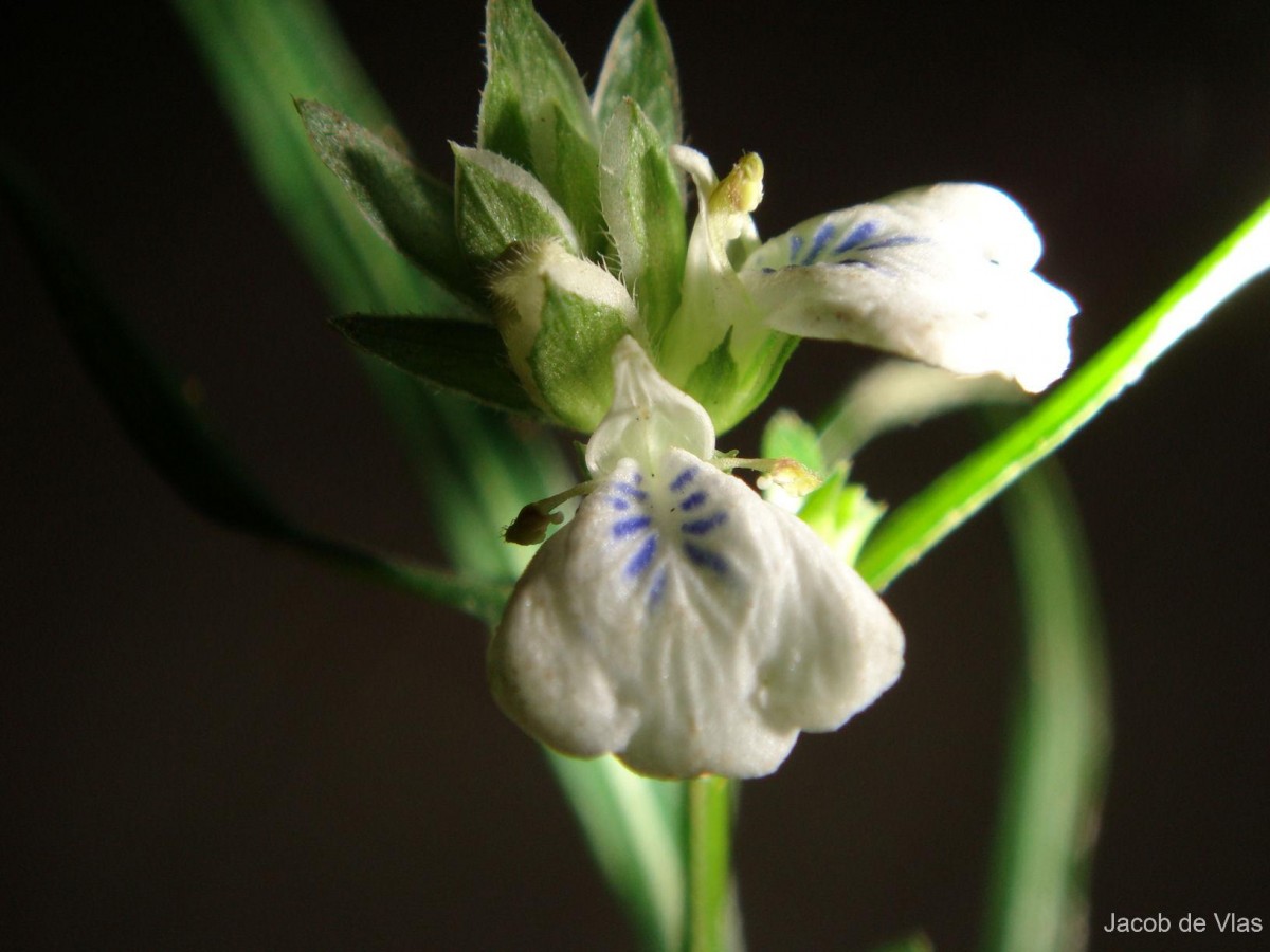 Rungia longifolia Nees